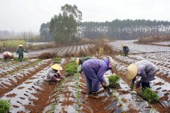 人勤春早辣椒种植春耕出产“启动键”