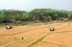 <b>平桂区初次冬小麦试种喜获丰收</b>